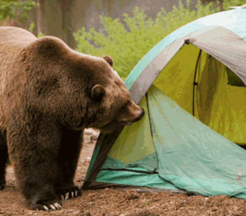 SilencerCo Blog Should I Carry a Firearm Camping?