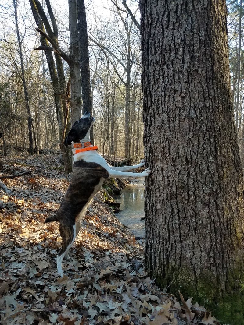 DOTZIE THE MOUNTAIN CUR SQUIRREL DOG ON THE TREE