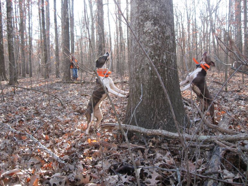 West Virginia Squirrel Hunt dogs