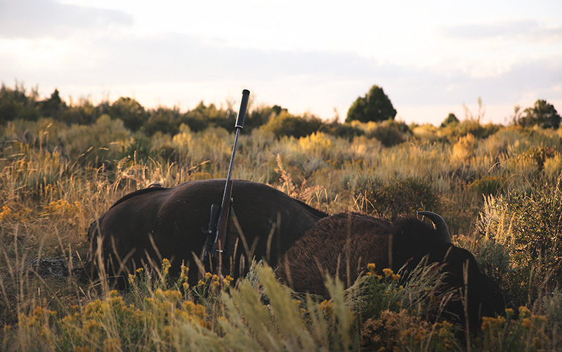 Hunting with the Omega 300.