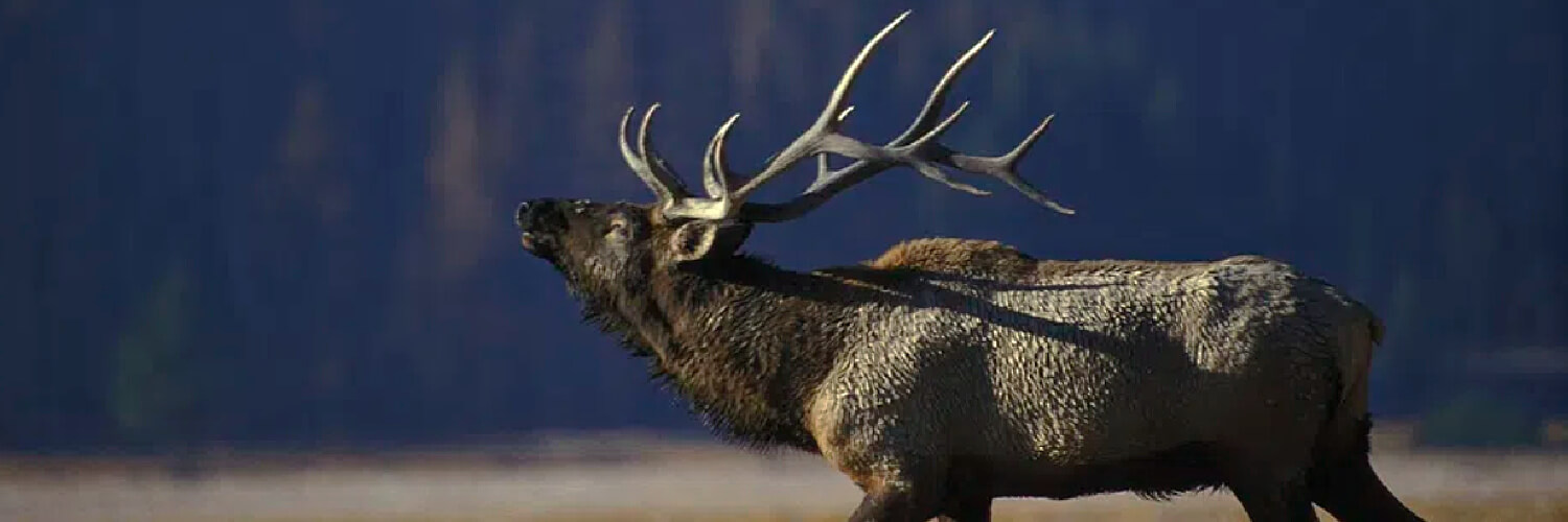 elk hunting suppressed