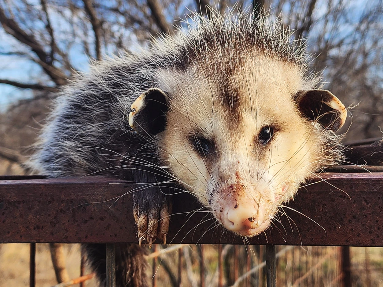 opossum
