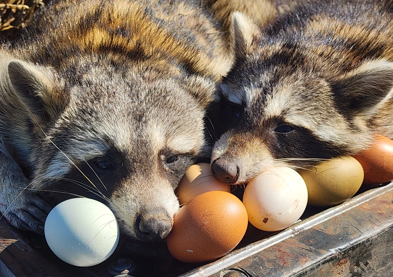 suppressed garden gun - raccoons with eggs
