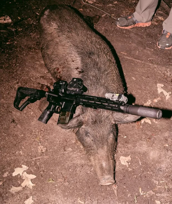hog taken with suppressed rifle under nvg